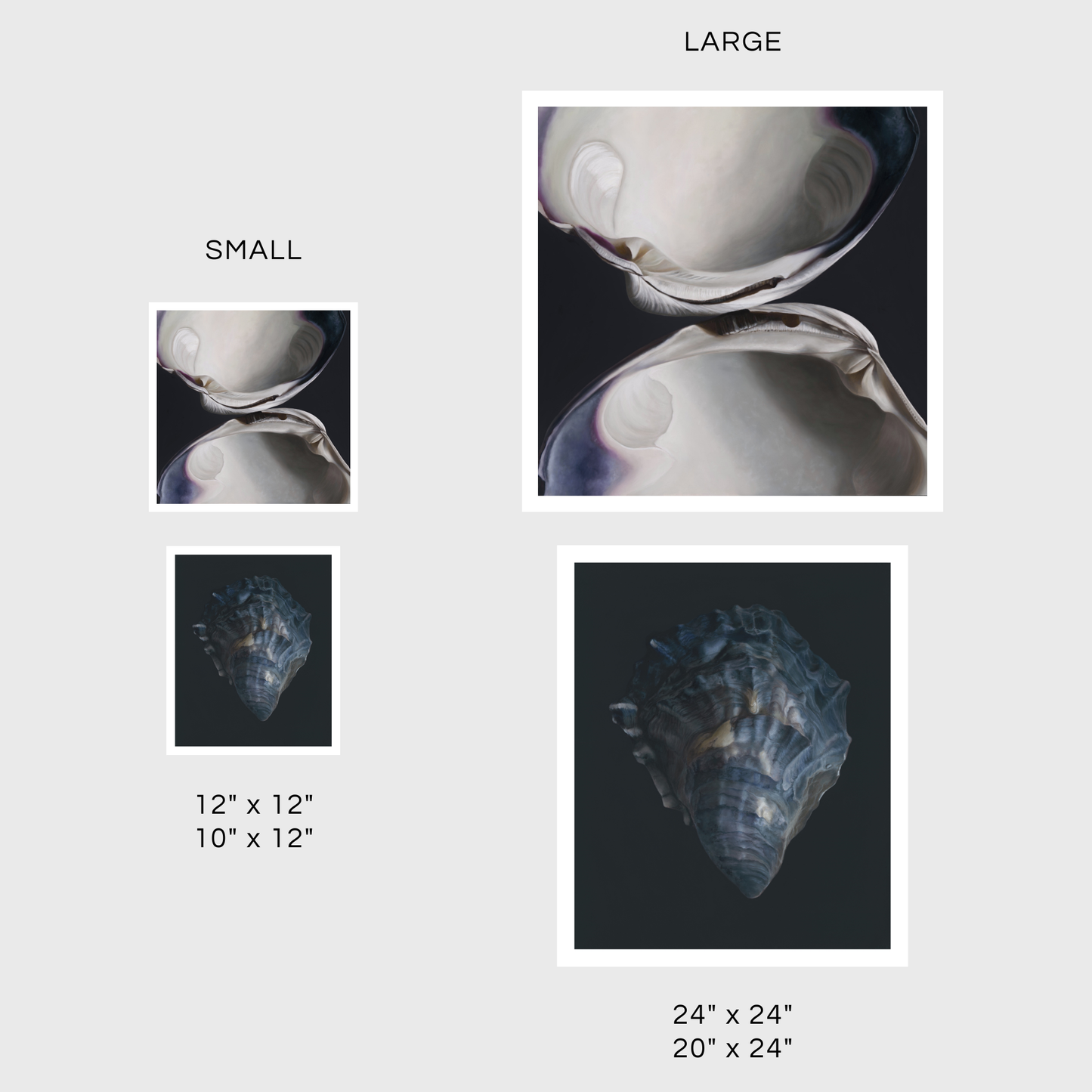 Quahog Duo | Oyster Shell No. 4 Diptych