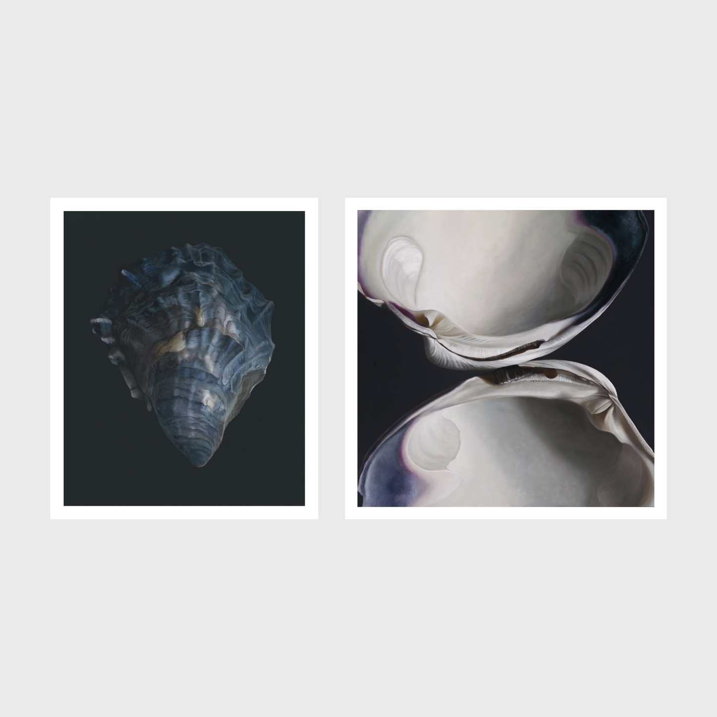 Quahog Duo | Oyster Shell No. 4 Diptych