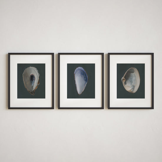 Set of 3 Shell Limited Edition Prints