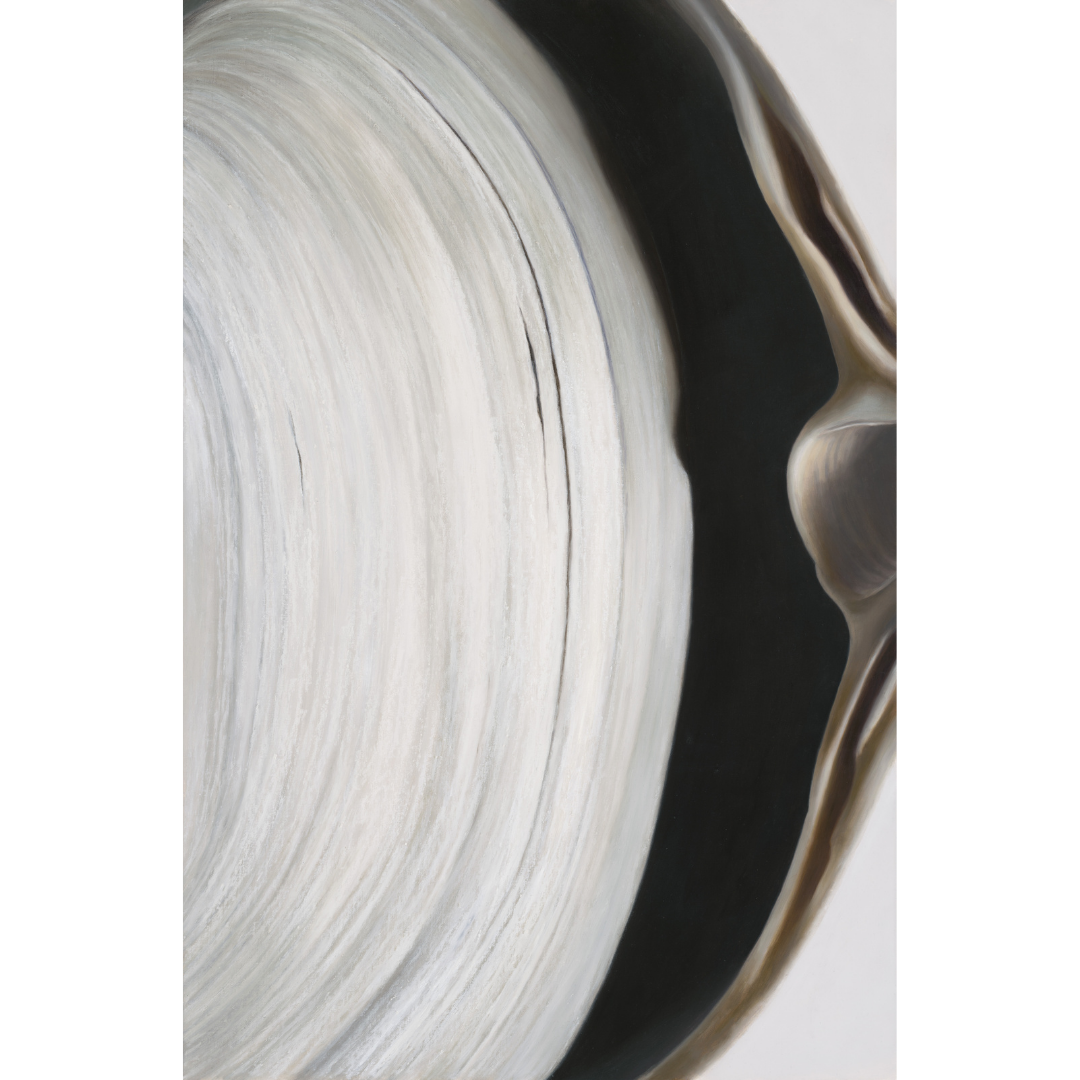 Surf Clam Pair No. 2