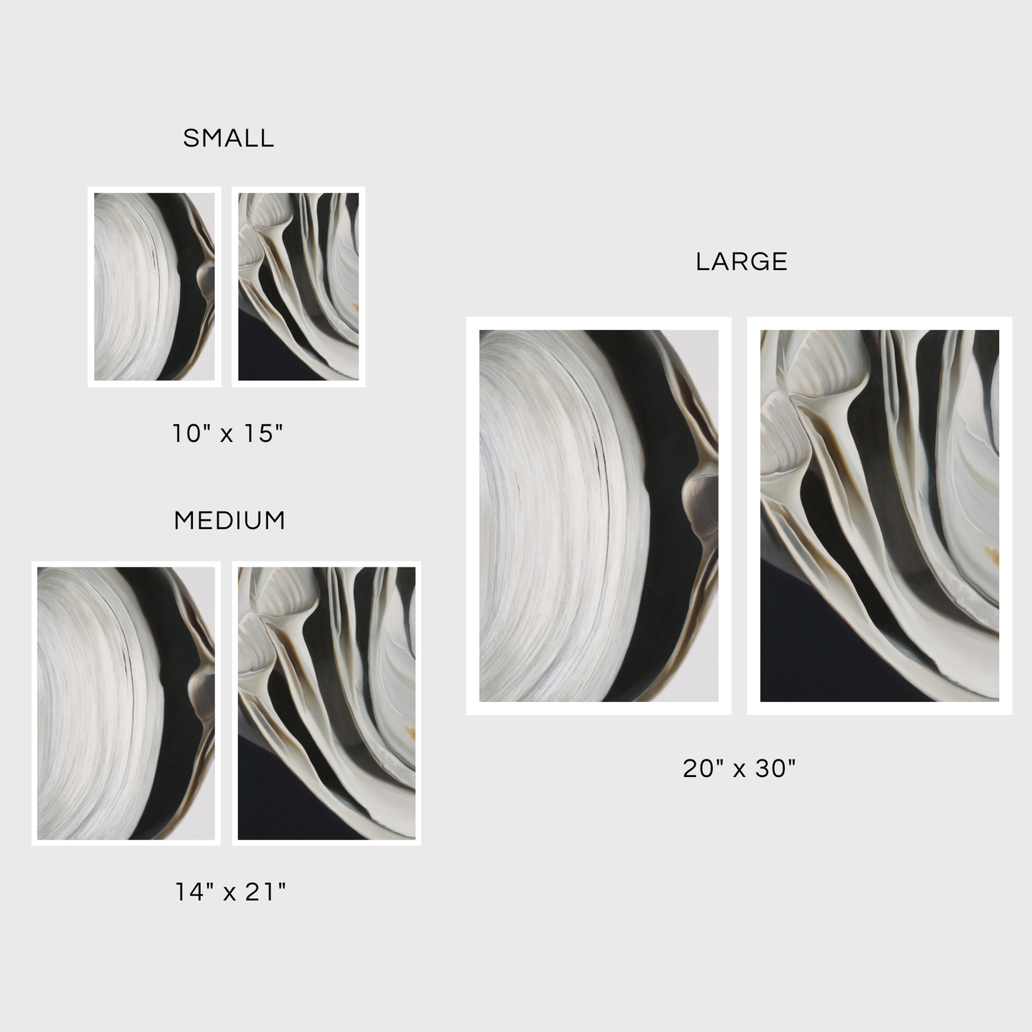 Surf Clam Pair No. 2 | Nested Surf Clams No. 7 Diptych