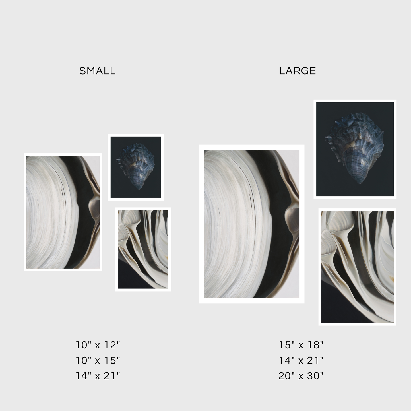 Surf Clam Pair No. 2 | Nested Surf Clams No. 7 | Oyster Shell No. 4 Triptych