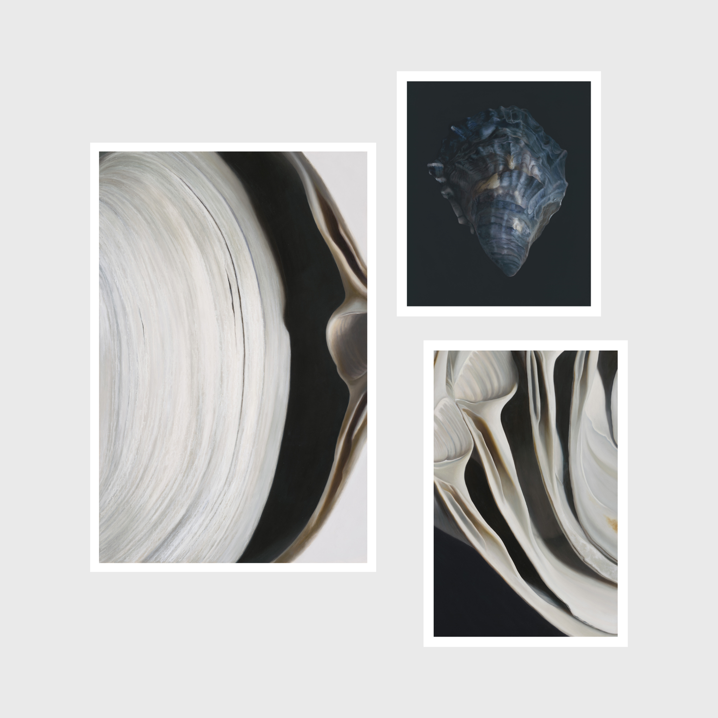 Surf Clam Pair No. 2 | Nested Surf Clams No. 7 | Oyster Shell No. 4 Triptych