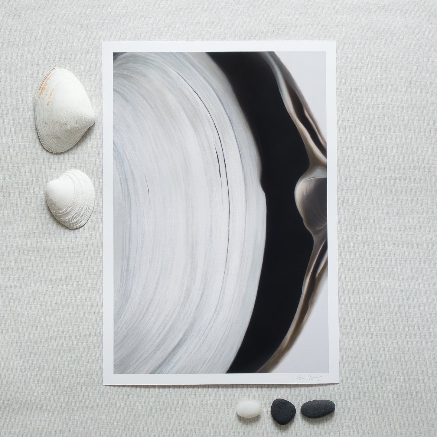 'Surf Clam Pair No. 2' Limited Edition Print