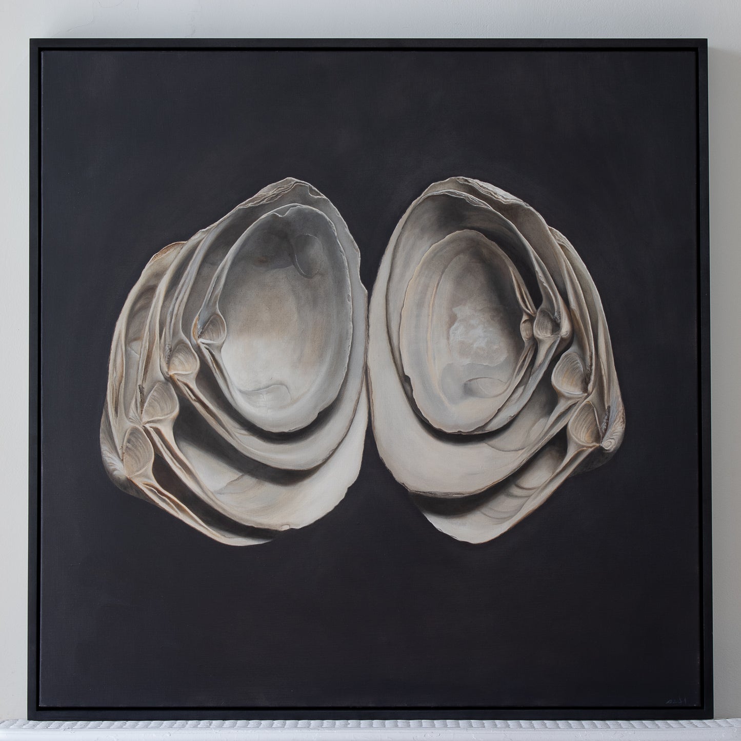 Cupped Surf Clams