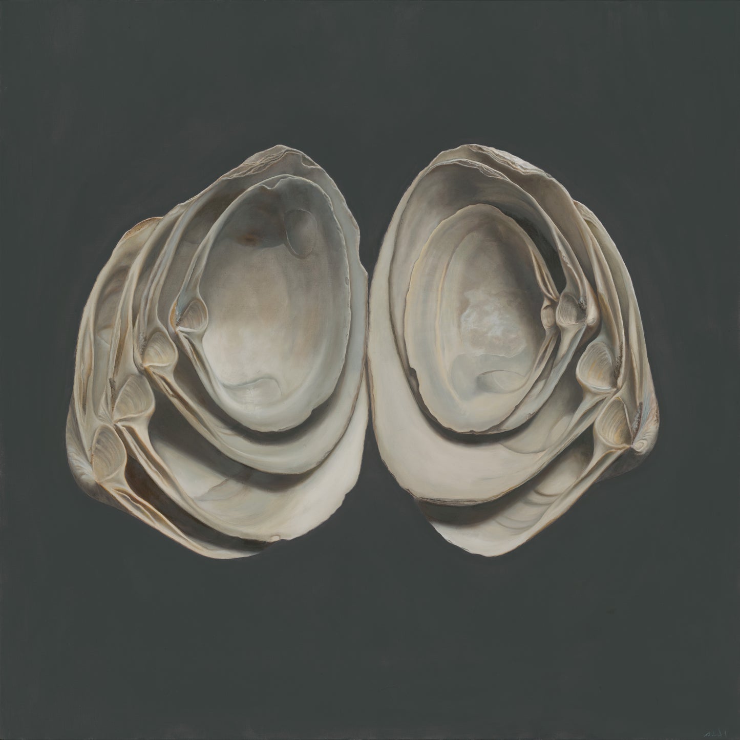 Cupped Surf Clams