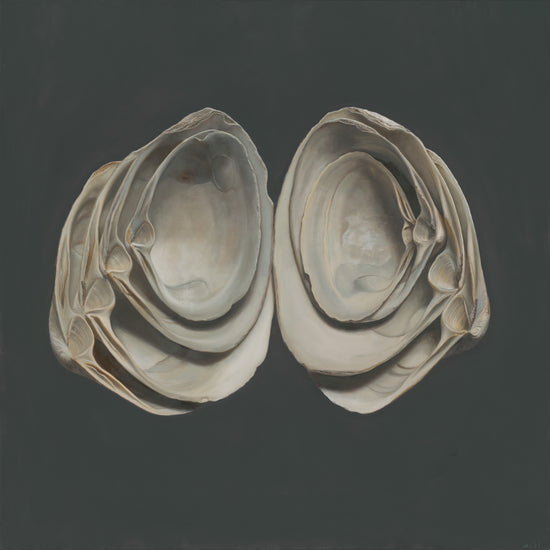 Cupped Surf Clams
