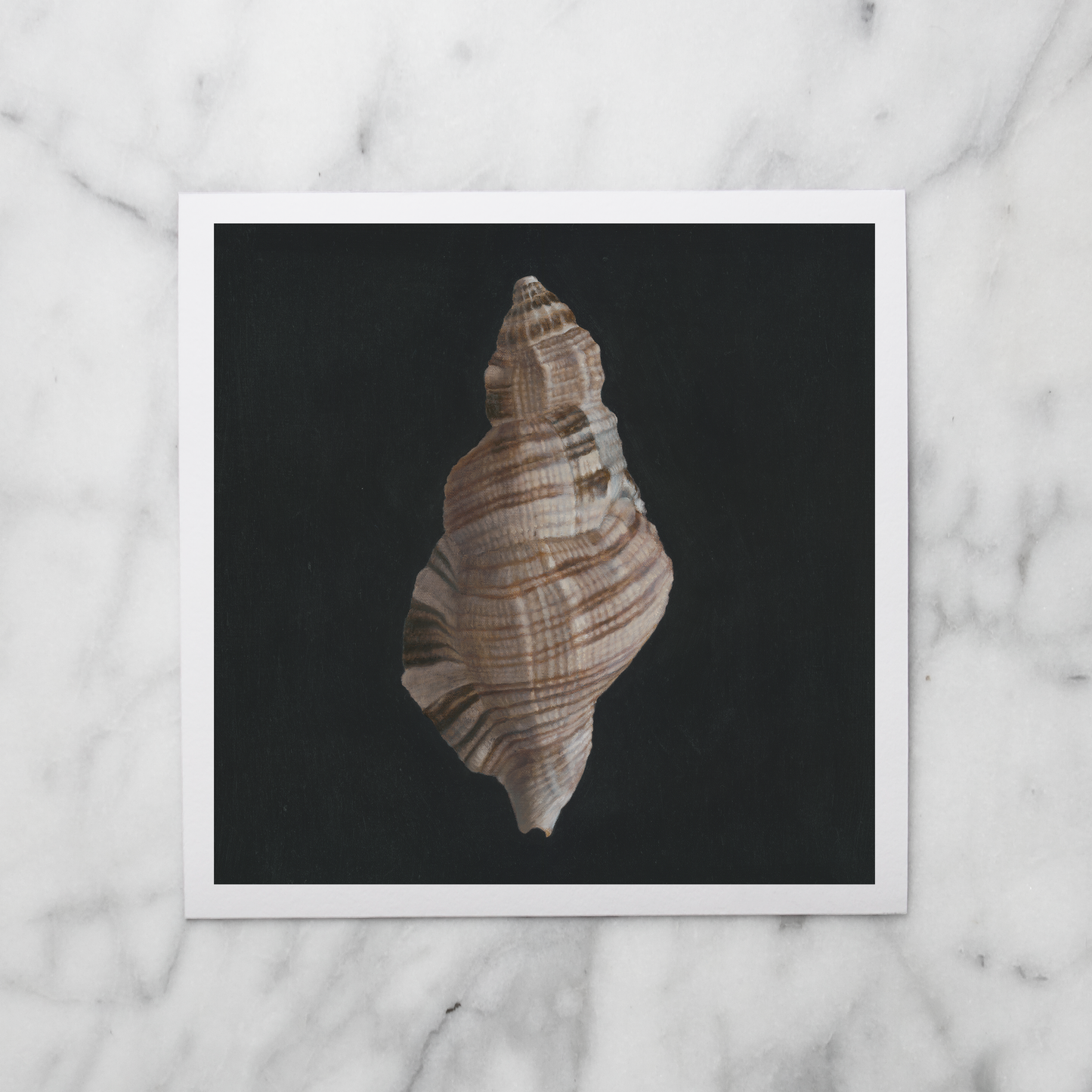 Set of 3 Shell Limited Edition Prints | Version 2