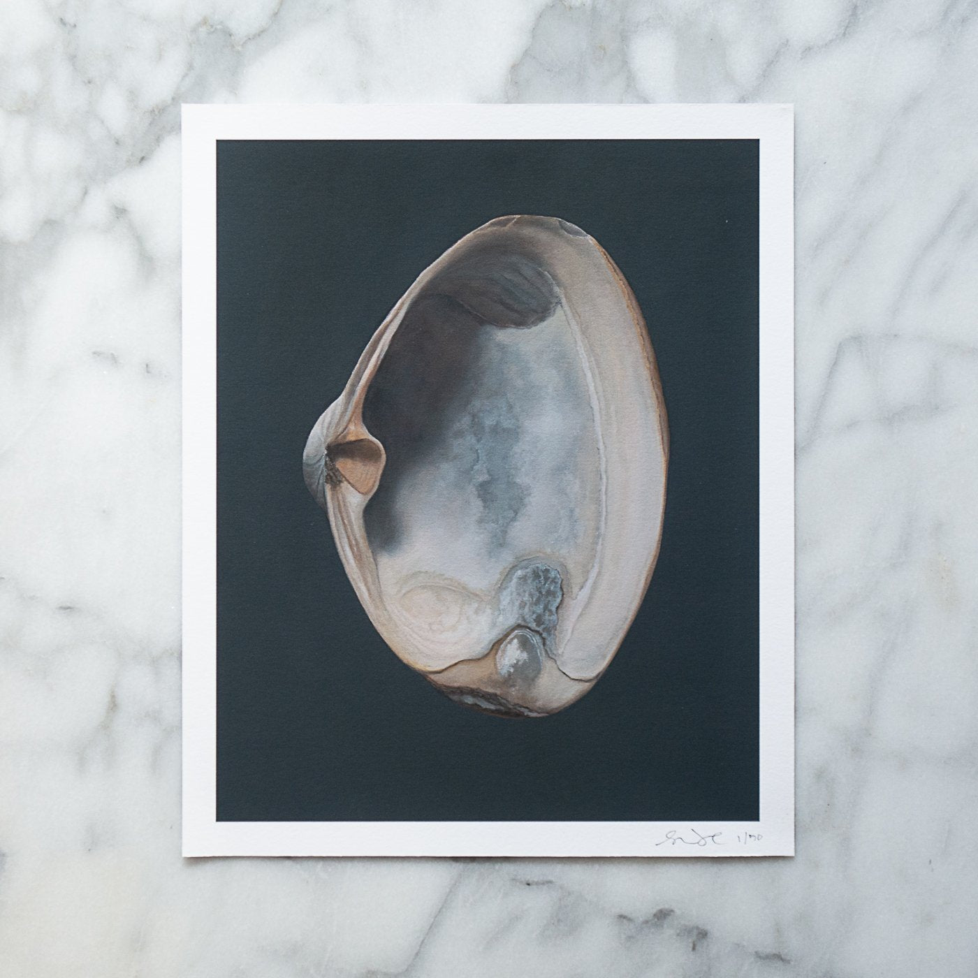 Load image into Gallery viewer, Set of 2 Shell Limited Edition Prints | Mussel Shell &amp;amp; Light Clam Shell No. 2
