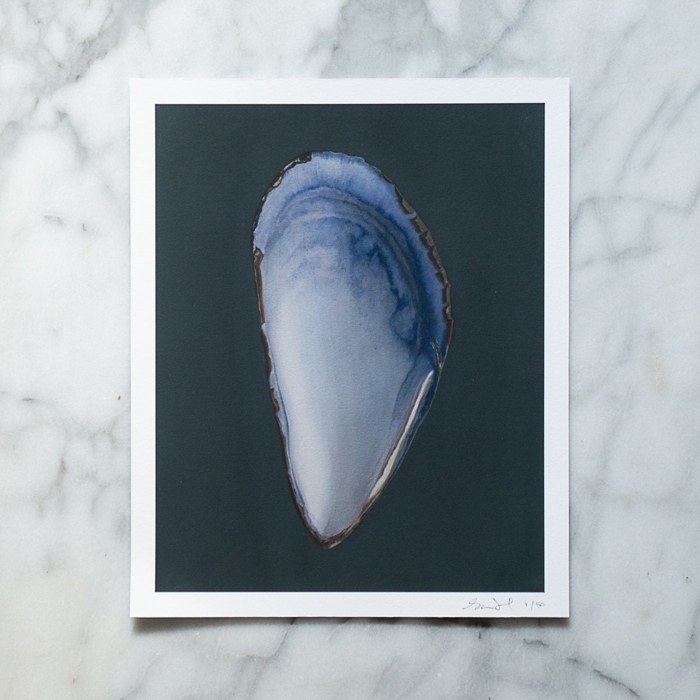 Mussel Shell Limited Edition Print